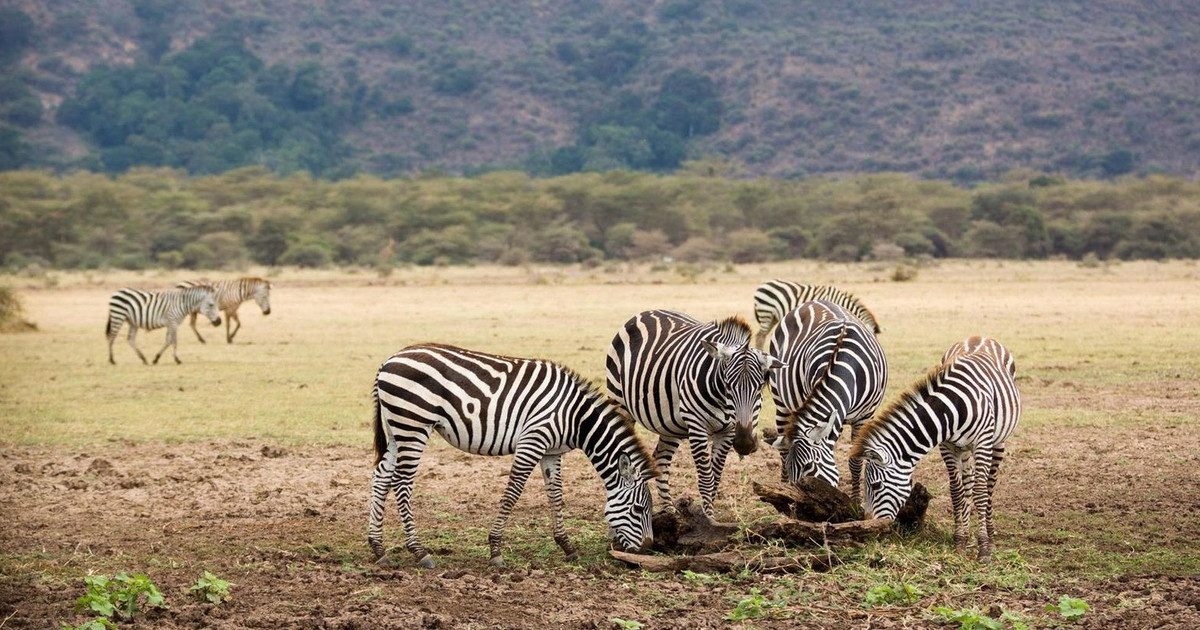 2 Days Tanzania Wildlife Safaris Short and Sweet, Ngorongoro Crater & Manyara National Park